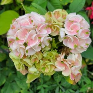 Meet your Posher, MJ